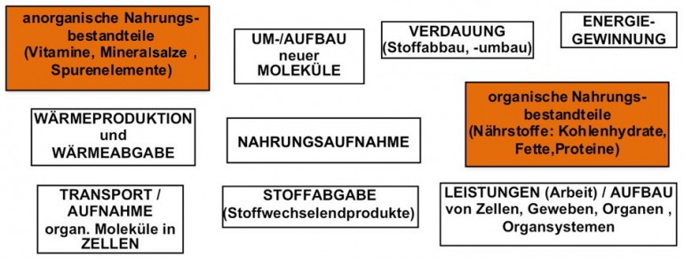 AB1-1 Stoffwechsel_Teil2.jpg