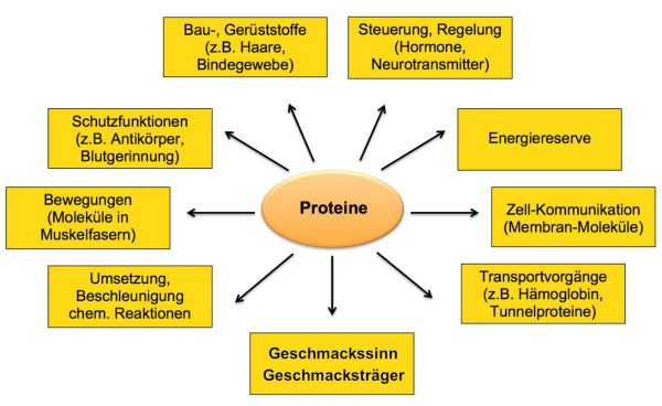 Kap. 2.3 Proteine - das sind fast Alleskönner