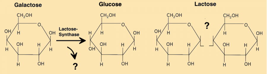 exkurs-b-enzyme-ohne-sie-geht-gar-nichts-teil-1