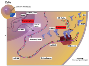 Proteinbiosynthese