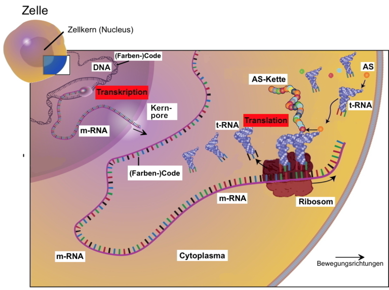 AB 2_2.3 Proteinbiosynthese Und Mehr - Vereinfacht, Kurz Und Verständlich