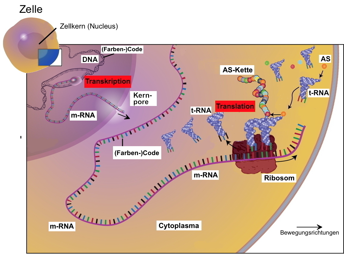 AB 2 2 3 Proteinbiosynthese Und Mehr Vereinfacht Kurz Und Verst ndlich