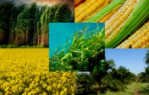 Biokraftstoffe und Klimawandel
