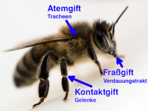 Bienensterben Neonicotinoide